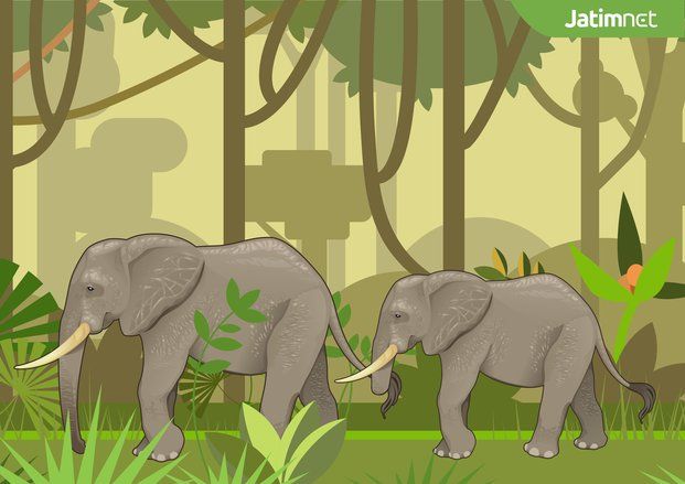 PBB Larang Kebun Binatang Ambil Gajah Liar dari Afrika