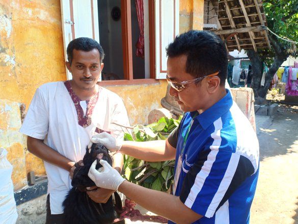 Dinas Peternakan Probolinggo Temukan Hewan Kurban Cacat