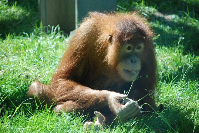 Kantongi Hak Legal Seperti Manusia, Orang Utan asal Argentina Dipindah ke Florida