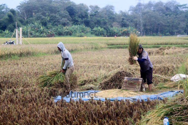 305 Hektare Lahan di Ponorogo Puso, Petani&nbsp;Terima&nbsp;Bantuan&nbsp;
