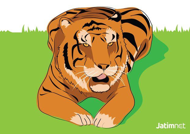 Dua Harimau Sumatra Dilepasliarkan ke Habitatnya