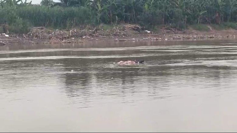Mayat Mengapung di Sungai Brantas, Terlihat di Ngoro dan Dievakuasi di Porong