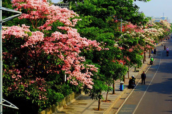 Tingginya Permintaan Warga, Pemkot Surabaya Perbanyak&nbsp;Pembibitan Tabebuya
