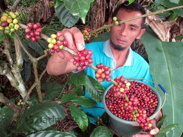 Tantangan Kopi Jatim di Tengah Tingginya Permintaan Pasar Internasional