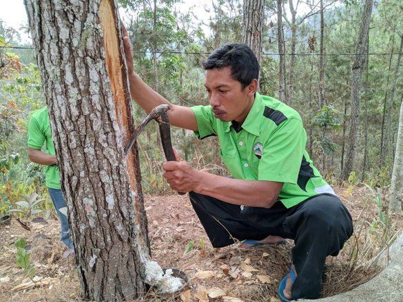 Warga Ngrayun Ponorogo Kesulitan Mendapatkan Bibit Pohon Pinus