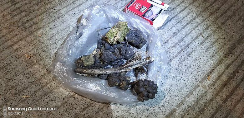 BBKSDA Pastikan Bangkai Hewan Terbakar di Lereng Welirang Adalah Rusa Timur