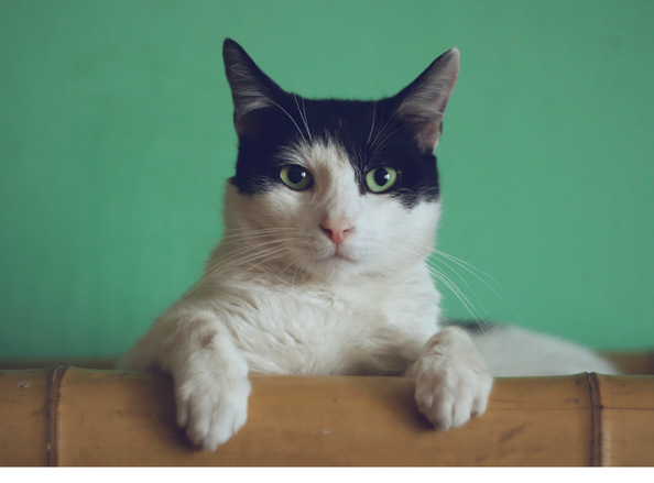 Ketahui Fakta Penularan <em>Tokso</em> dari Kucing