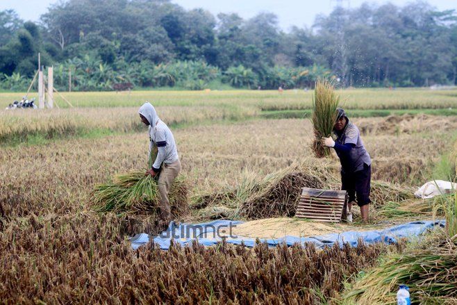 Antisipasi Gagal Panen, Petani Lamongan Asuransikan Lahan Pertanian Melalui AUTP &nbsp;