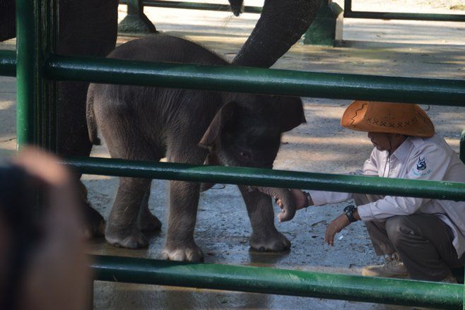 Tingkah Dumbo, Gajah Sumatera Koleksi KBS yang Berusia Seminggu