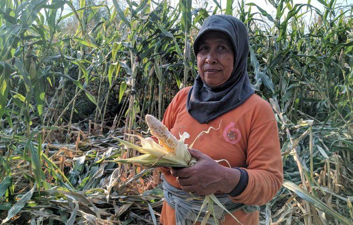 Tanaman Jagung Petani Sampung Ponorogo Dijarah Monyet Liar