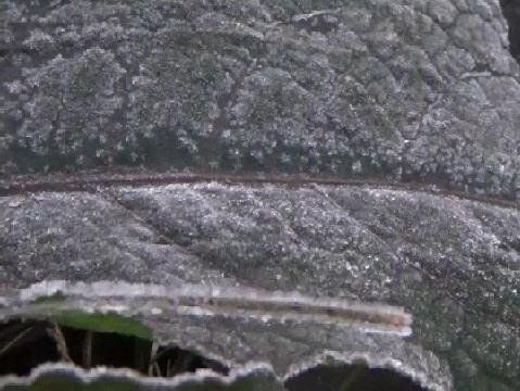 Fenomena Frozen Selimuti Kawasan Bromo