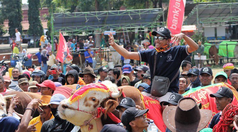 Sapi Berbobot Satu Ton 278 Kwintal Juarai Kontes Ternak Situbondo