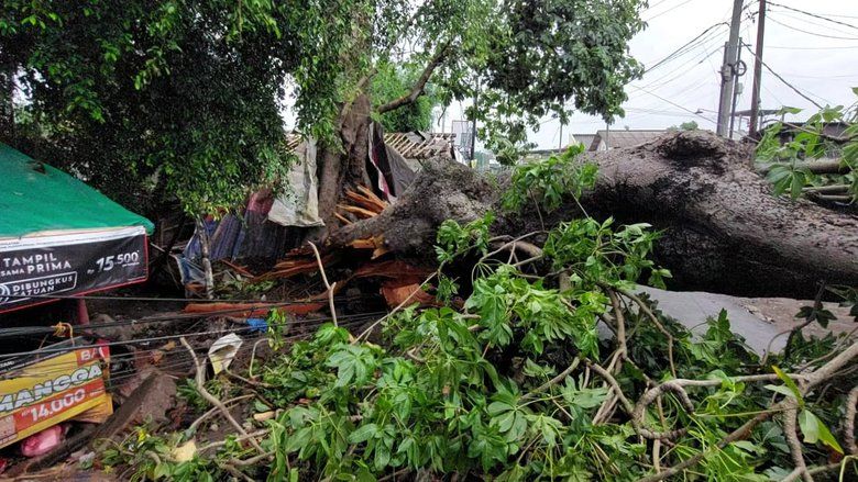 Pohon Tumbang di Mojosari Timpa Warung dan Motor, Dua Orang Terluka