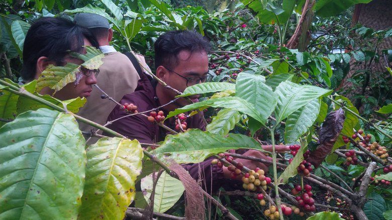 Petani Kopi di Sigi sedang Panen Raya