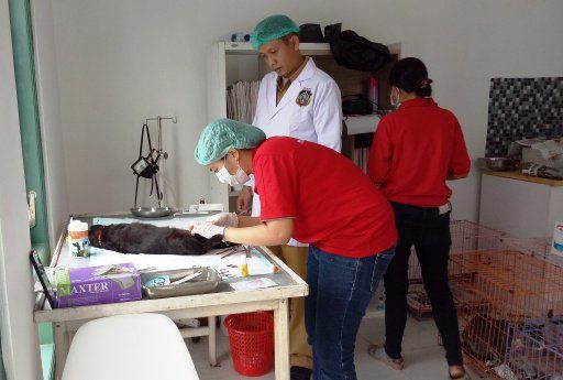 Hari Rabies Sedunia, Pemkot Blitar Lakukan Kebiri Gratis untuk Kucing