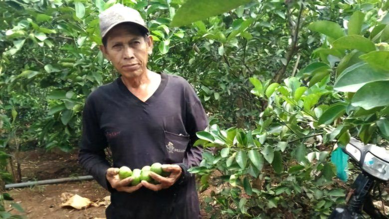 Sentra Jeruk Nipis Desa Kebonagung Gresik, Omzet Satu Petani Bisa Capai Rp50 Juta