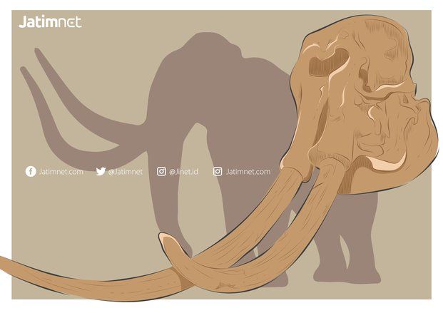 Tim Paleontologi ITB Temukan Fosil Gading Stegodon