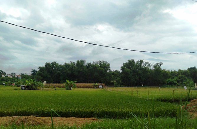 Seribuan Hektare Sawah di Ponorogo Kekeringan, Pemda Tawarkan Asuransi