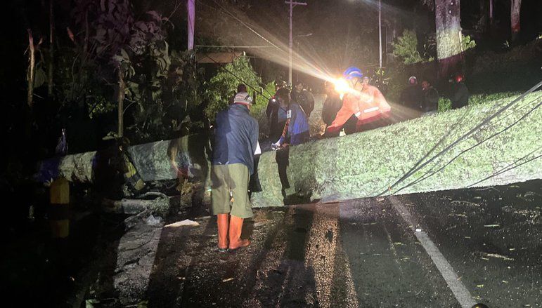 Pohon Tumbang di Mojokerto, Satu Warga Terluka