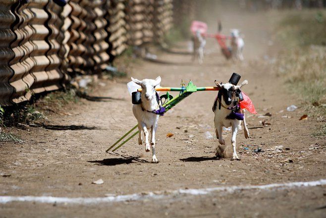 Tradisi Karapan Kambing Ramaikan Event Semipro 2023