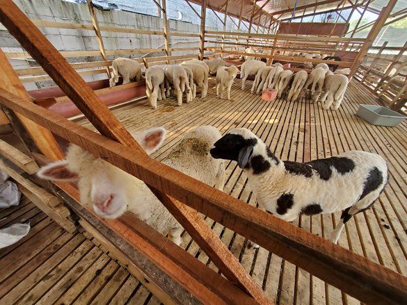 Budidaya Domba Merino, Harga Tinggi karena Anakan Lucu dan Daging Banyak saat Dewasa