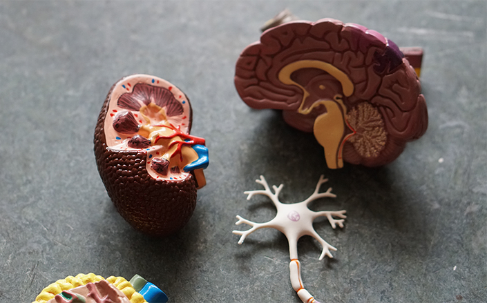 Aplikasi Stream Bisa Deteksi Gangguan Ginjal Akut Dini&nbsp;di Inggris