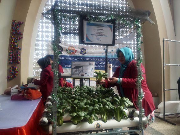 Mahasiswa Bantu Warga Kenjeran Tanam Sayur dengan Air Laut