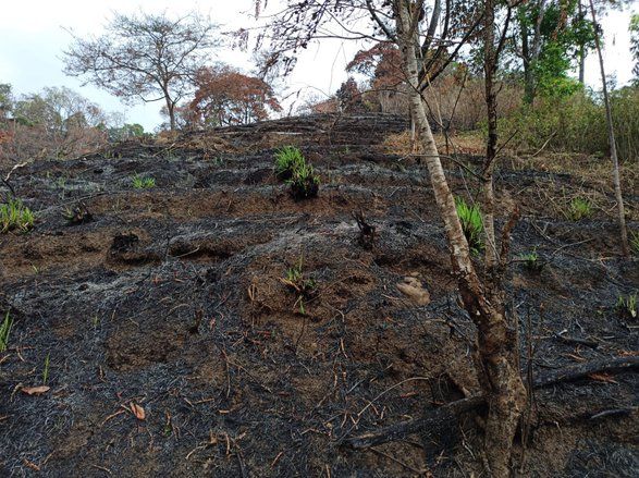 DPRD Madiun Minta Pembakaran Lahan Bekas HGU Kebun Kopi Kandangan Dihentikan
