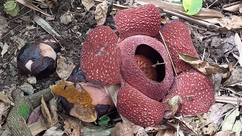 Dianggap Berkhasiat, Bunga Rafflesia di Banyuwangi Beberapa Kali Dijual