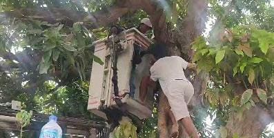 Patah Tulang saat Panjat Pohon Mangga, Warga Mojosari Dievakuasi Pakai <em>Crane</em>