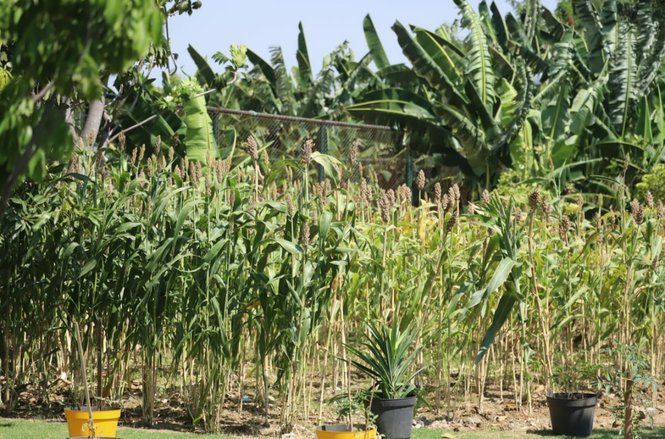 Kawasan Tahura Lempung Diresmikan Jadi Tempat Pelestarian Alam, Tumbuhan dan Ternak