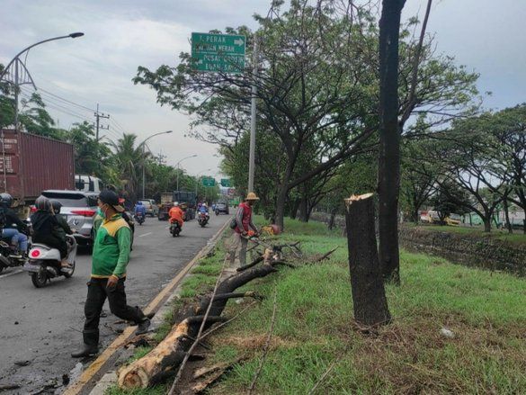 Musim Hujan, DKRTH Surabaya Bersihkan Gorong-gorong dan Potong Ranting