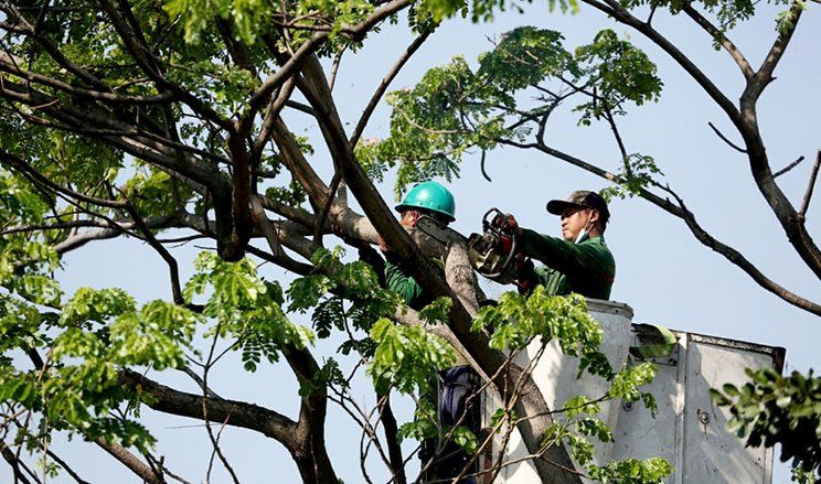 Hasil Perantingan Pohon oleh DKRTH Disulap Jadi Kursi hingga Bahan Bakar Listrik