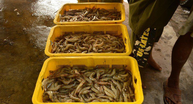 Ekspor Udang Jatim Bergairah Sejak India Berlakukan Karantina Wilayah