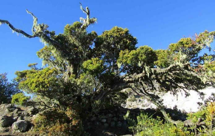 Pesona Pohon Cantigi di Suaka Margasatwa Dataran Tinggi Yang