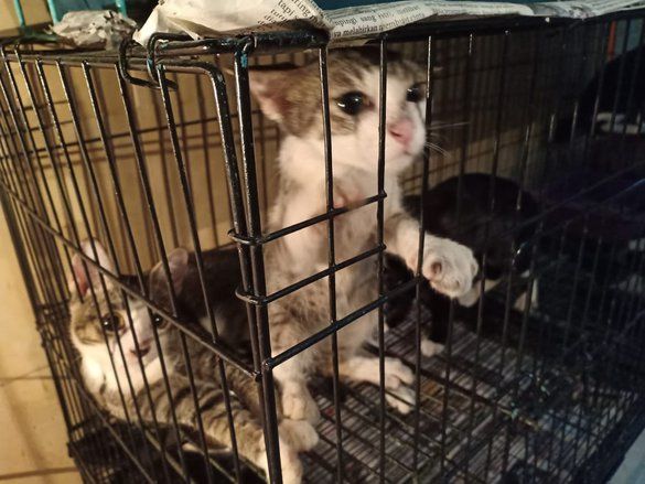 Penitipan Hewan Mulai Meningkat Saat Liburan Nataru