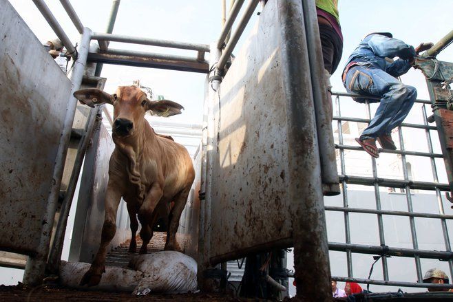 BPPT Gandeng Perusahaan Australia Integrasikan Pengembangan Sapi dan Sawit