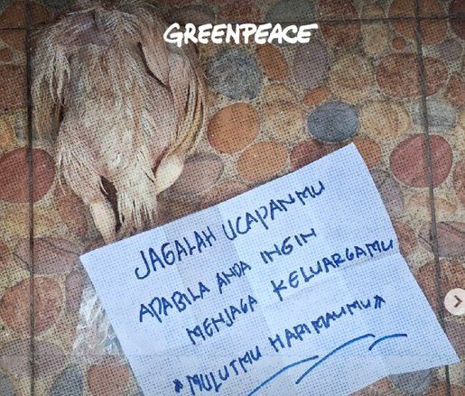 Diduga Kerap Kritik Pemerintah, Rumah Aktivis Greenpeace Diteror Bangkai Ayam