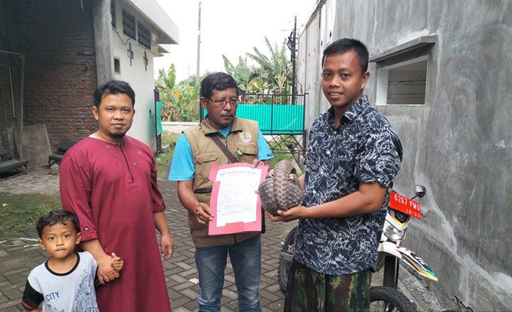 Melintas di Jalan By Pass Mojokerto, Warga Ngoro Temukan Hewan Trenggiling