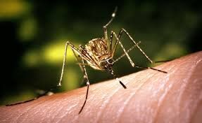 Kementerian Kesehatan Teliti Penyebaran Virus JE di Bali